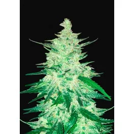 CBD Auto 1:1 (CBD Crack) - Fast Buds - autoflowering
