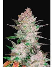 Cream Cookies Auto - Fast Buds - autoflowering