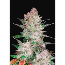 Cream Cookies Auto - Fast Buds - autoflowering