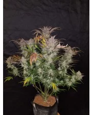 Cream Cookies Auto - Fast Buds - autoflowering