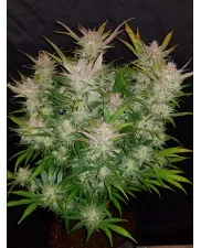 Cream Cookies Auto - Fast Buds - autoflowering