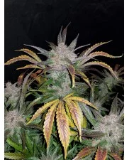 Cream Cookies Auto - Fast Buds - autoflowering