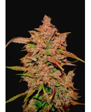Crystal Meth Auto - Fast Buds - autoflowering