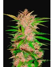 Fastberry Auto - Fast Buds - autoflowering