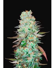 G14 Auto - Fast Buds - autoflowering