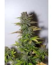 G14 Auto - Fast Buds - autoflowering