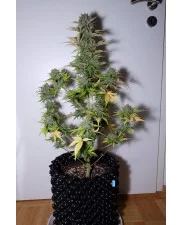 G14 Auto - Fast Buds - autoflowering