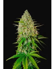 Grapefruit Auto - Fast Buds - autoflowering