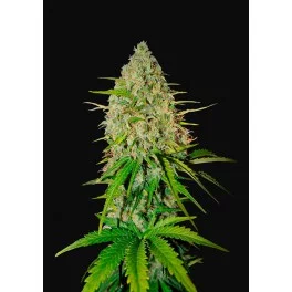 Grapefruit Auto - Fast Buds - autoflowering