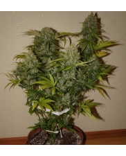 Grapefruit Auto - Fast Buds - autoflowering