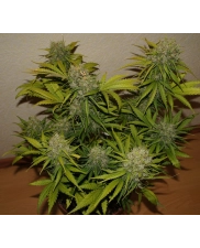Grapefruit Auto - Fast Buds - autoflowering
