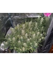 Grapefruit Auto - Fast Buds - autoflowering