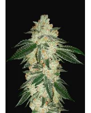 Green Crack Auto - Fast Buds - autoflowering