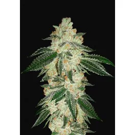 Green Crack Auto - Fast Buds - autoflowering