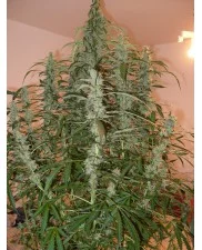 Green Crack Auto - Fast Buds - autoflowering