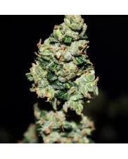 Green Crack Auto - Fast Buds - autoflowering