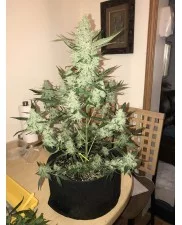 Green Crack Auto - Fast Buds - autoflowering