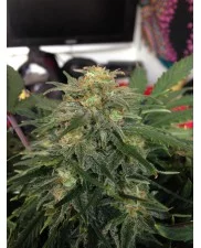 Green Crack Auto - Fast Buds - autoflowering