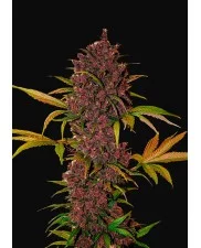 LSD-25 Auto - Fast Buds - autoflowering 