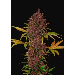 LSD-25 Auto - Fast Buds - autoflowering 