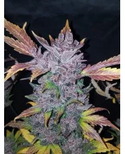 LSD-25 Auto - Fast Buds - autoflowering 