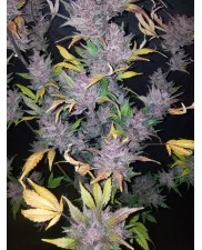LSD-25 Auto - Fast Buds - autoflowering 