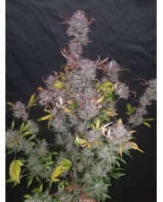 LSD-25 Auto - Fast Buds - autoflowering 