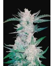Mexican Airlines Auto - Fast Buds - autoflowering