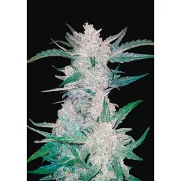 Mexican Airlines Auto - Fast Buds - autoflowering