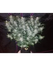 Mexican Airlines Auto - Fast Buds - autoflowering