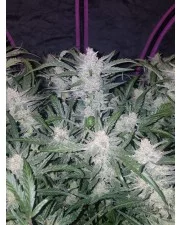 Mexican Airlines Auto - Fast Buds - autoflowering