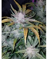Mexican Airlines Auto - Fast Buds - autoflowering