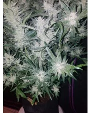 Mexican Airlines Auto - Fast Buds - autoflowering
