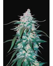 Pineapple Express Auto - Fast Buds - autoflowering