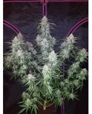 Pineapple Express Auto - Fast Buds - autoflowering