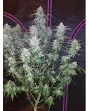 Pineapple Express Auto - Fast Buds - autoflowering