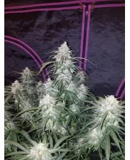Pineapple Express Auto - Fast Buds - autoflowering