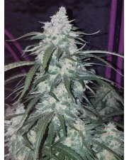 Pineapple Express Auto - Fast Buds - autoflowering