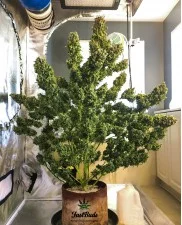 Pineapple Express Auto - Fast Buds - autoflowering