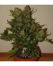 Pineapple Express Auto - Fast Buds - autoflowering