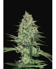 Rhino Ryder Auto - Fast Buds - autoflowering