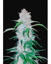 Six Shooter Auto - Fast Buds - autoflowering