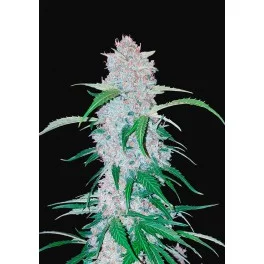 Six Shooter Auto - Fast Buds - autoflowering