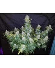Six Shooter Auto - Fast Buds - autoflowering