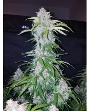 Six Shooter Auto - Fast Buds - autoflowering