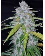 Six Shooter Auto - Fast Buds - autoflowering