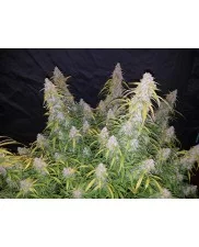 Six Shooter Auto - Fast Buds - autoflowering