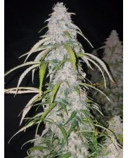 Six Shooter Auto - Fast Buds - autoflowering