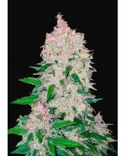 Stardawg Auto - Fast Buds - autoflowering