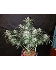 Stardawg Auto - Fast Buds - autoflowering
